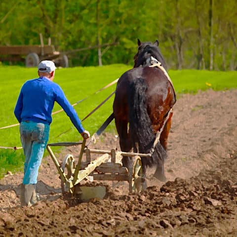 Image of plow horse